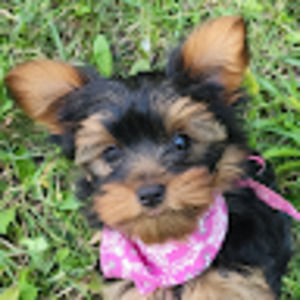 Meet your Posher, Annette